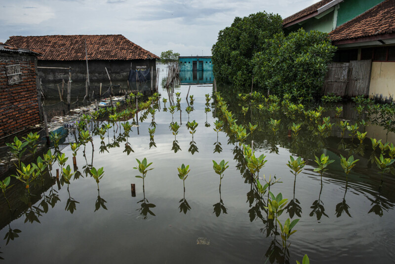 A flooded village scene with rows of young mangrove plants submerged in water. Traditional houses with tile roofs and wooden walls line either side of the waterlogged area, leading to a distant blue structure. Overcast sky above.