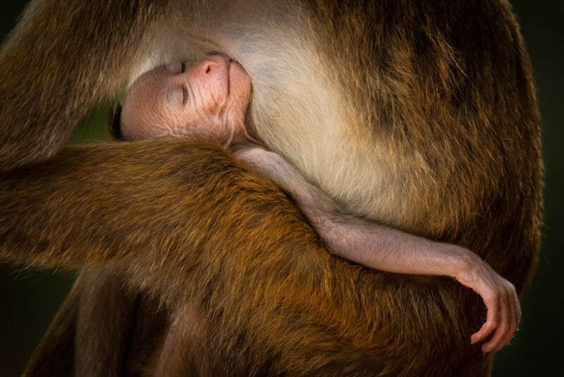 A newborn monkey sleeps peacefully, cradled in its mother's arms. The mother's brown fur contrasts with the baby monkey’s delicate, lighter skin. The image captures a tender moment of maternal care and protection.