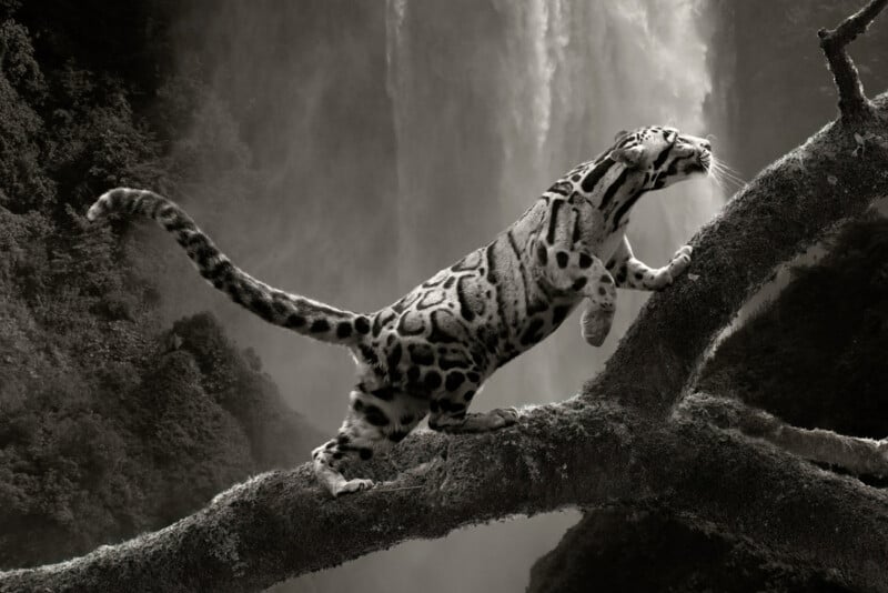 A clouded leopard climbs a moss-covered tree branch, stretching its body with its front paws up and its tail extended. The background features a misty waterfall and dense forest, giving the scene a mystical and serene ambiance. The image is in black and white.