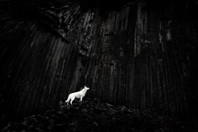 A lone white wolf stands on rocks at the base of a dark, tall, and jagged cliff. The stark contrast of the white wolf against the black cliff creates a dramatic and solitary scene.