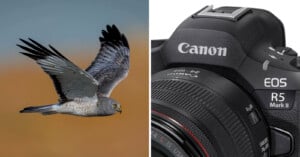 A split image: on the left, a bird with grey and white feathers in mid-flight against a blurred brown background; on the right, a close-up view of the upper part of a Canon EOS R5 Mark II camera, showing the brand and model name.