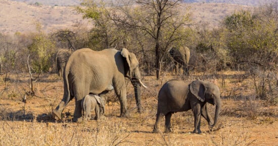 A group of elephants, including a baby elephant, walk through a dry, sparse landscape with scattered trees and bushes. The scene shows the elephants moving together, with mountains visible in the background under a clear sky.