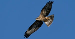 A hawk with outstretched wings soars against a clear blue sky. The bird displays a pattern of dark and light feathers along its wings and body, with its sharp eyes focused forward. The hawk's wings are spread wide, showcasing its full wingspan.