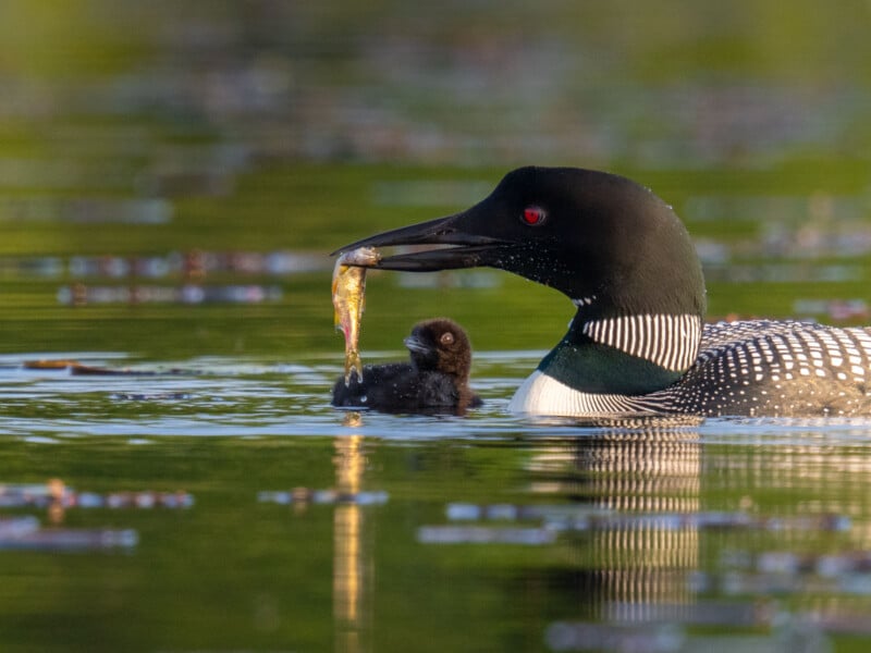 A common loon with distinctive black and white markings on its body and a striking red eye holds a small fish in its beak. Next to it, a fluffy brown loon chick floats on the water, eagerly looking at the fish. The background is a blurred, lush green environment.