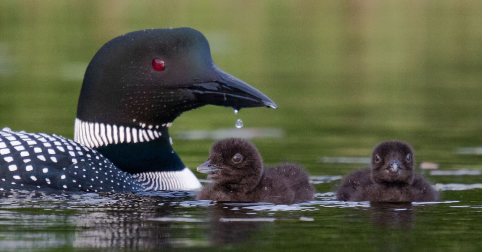 Wildlife on a Maine Pond: Adorable Loon Chicks Face an Uncertain Future ...
