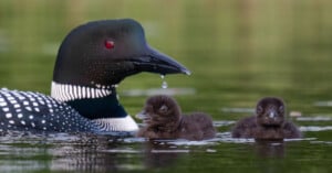 A close-up shot of a common loon with black and white plumage and a red eye swimming in water beside two fluffy black loon chicks. A water droplet hangs from the adult loon's beak. The background is blurry and green.