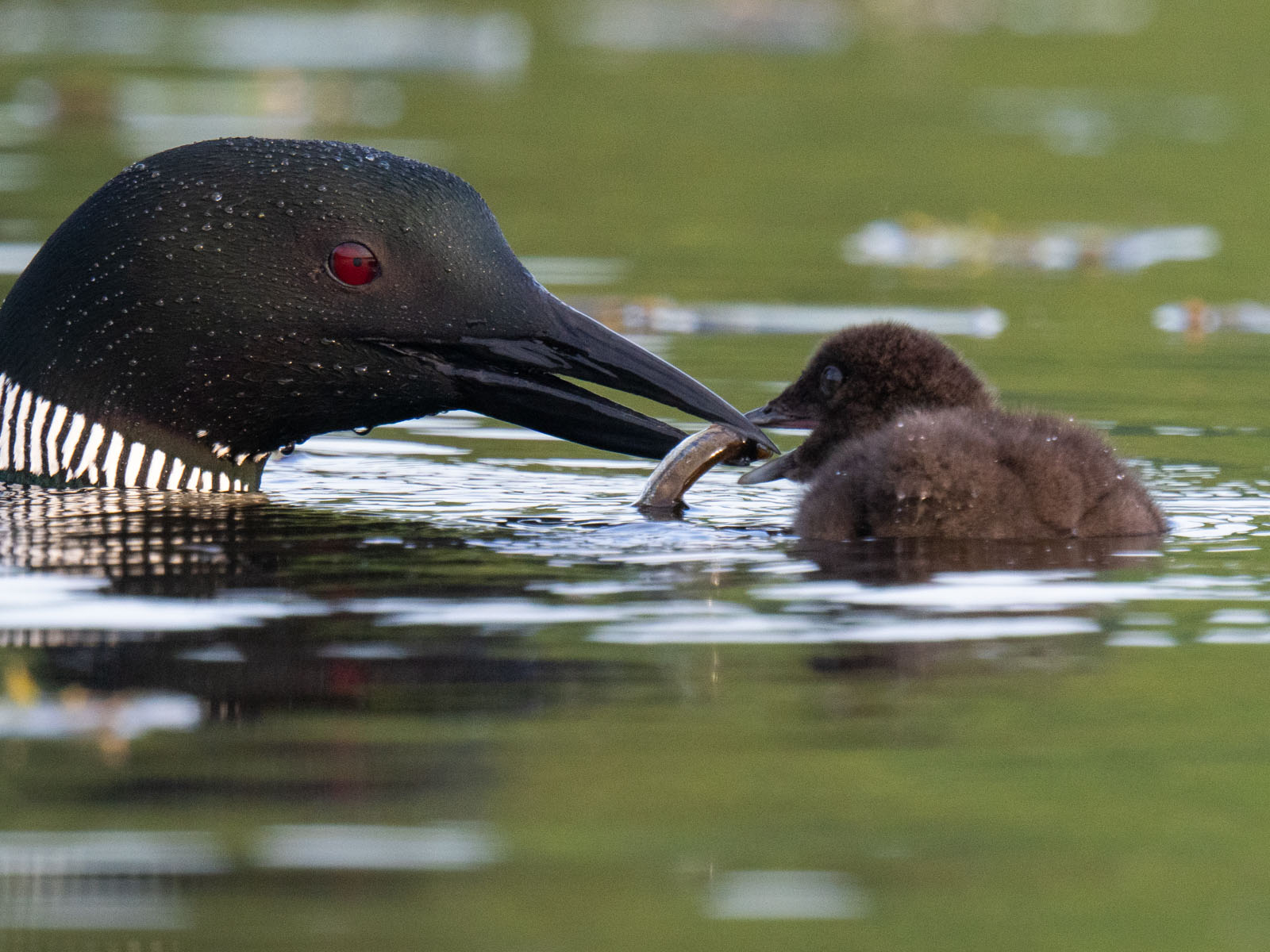 Wildlife on a Maine Pond: Adorable Loon Chicks Face an Uncertain Future ...