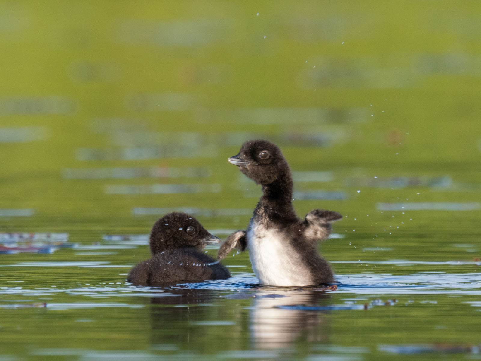Wildlife on a Maine Pond: Adorable Loon Chicks Face an Uncertain Future ...