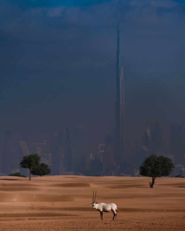 A solitary oryx stands on desert sand dunes with a few scattered trees. In the distance, the skyline of a modern city rises with the Burj Khalifa prominently towering amidst the hazy urban landscape.