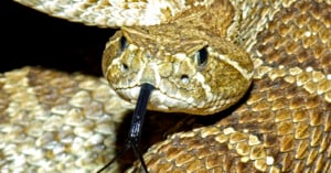 Close-up of a rattlesnake's head with its forked tongue extended. The snake has a textured, scale-covered body with brown and tan coloration that blends into its coiled body in the background. The snake's eyes are visible, giving an intense look.