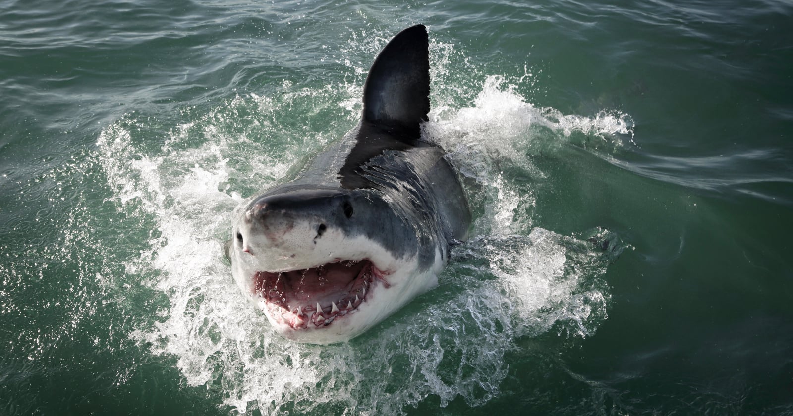 AI Drones Will Detect Sharks and Alert Californian Beachgoers