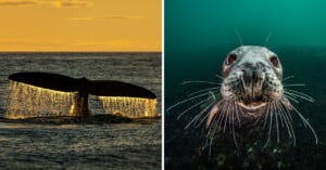 Split image: On the left, a whale's tail fluke emerges from the ocean at sunset, shimmering with water droplets. On the right, a close-up of a curious seal under water, its whiskers and large eyes highlighted against a greenish-blue backdrop.