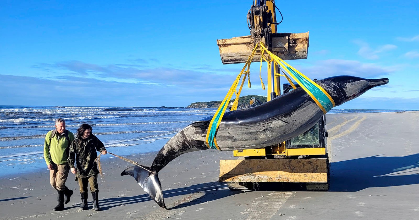 These Photos May Show the World’s Rarest Whale