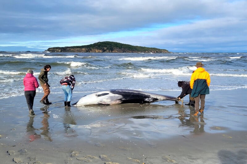 Four people stand near a beached whale on a sandy shore, with waves crashing in the background. They appear to be inspecting or possibly assisting the animal. An island topped with greenery is visible in the distance under a partially cloudy sky.