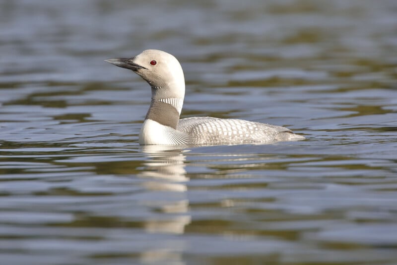 A loon with striking black and white plumage swims gracefully on the calm surface of a lake. Its red eyes and sharp beak are clearly visible, reflecting in the tranquil water. The background is blurred with hints of greenery, emphasizing the bird’s serene environment.