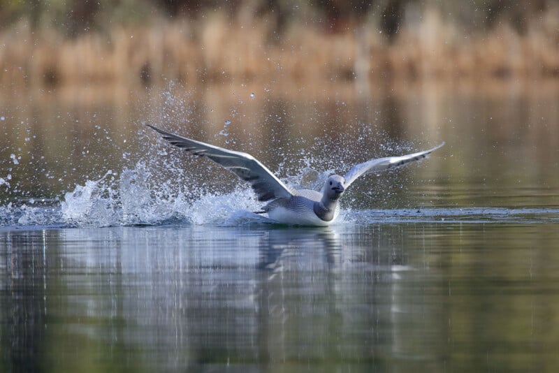 A white loon skims the surface of a calm body of water with its wings spread wide, creating small splashes as it moves along. The background features a blurred, natural shoreline.
