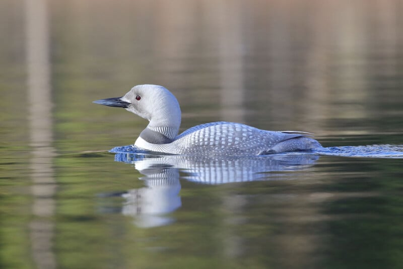 A loon with a sleek grey and white feather pattern floats on calm water, creating a mirror-like reflection. The background is blurred in muted brown and green hues, emphasizing the bird's serene presence.