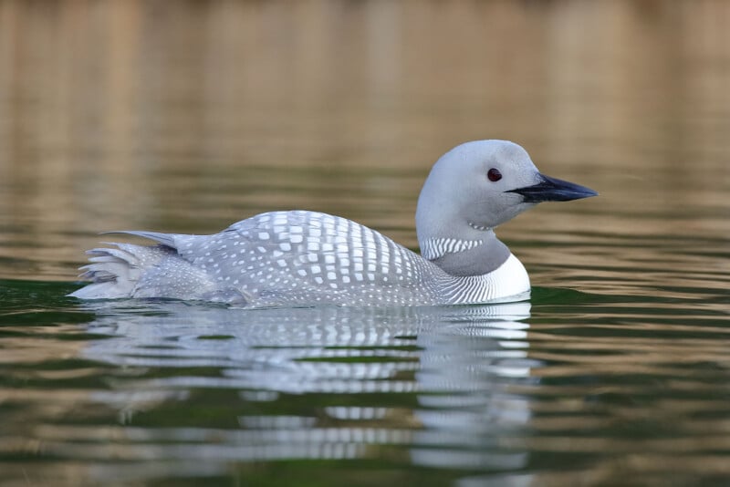 A Pacific Loon with a striking black and white checkered back, white underparts, and a distinctive gray head glides smoothly on calm waters, creating subtle, mirrored reflections on the surface. A blurred, earthen background highlights the bird.