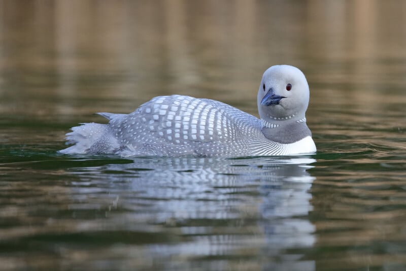 A loon with a speckled gray and white body and a white face floats calmly on a reflective water surface. The bird's dark eyes and dark bill stand out against its light-colored head.