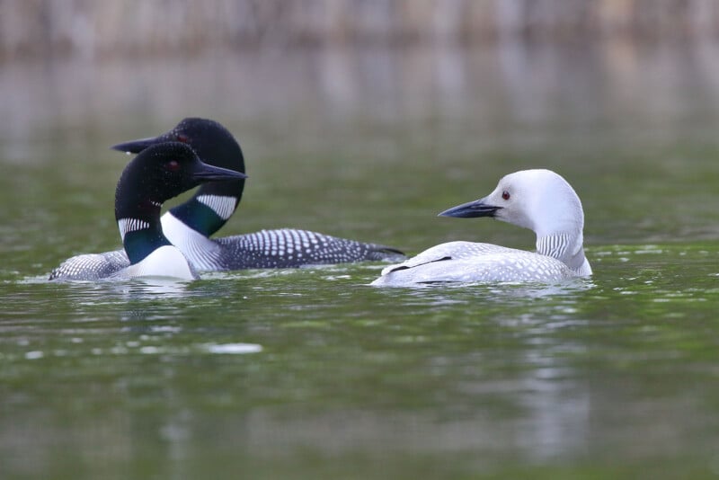 Three loons are swimming on a calm, greenish body of water. Two loons in the background have black and white plumage, while the loon in the foreground has predominantly white plumage. The background is blurred, drawing attention to the birds.