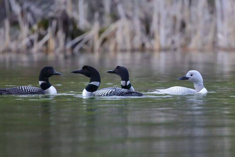 Four common loons are swimming in a calm water body. Three of the loons have black heads, white necks with black bands, and spotted black-and-white backs. The fourth loon is predominantly white with subtle gray tones. The background features blurred reeds.