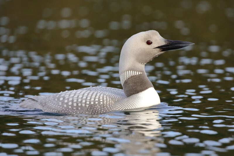 A loon with a speckled gray and white feather pattern, dark head, and a sharp, black beak swims in calm water reflecting white specks of light.