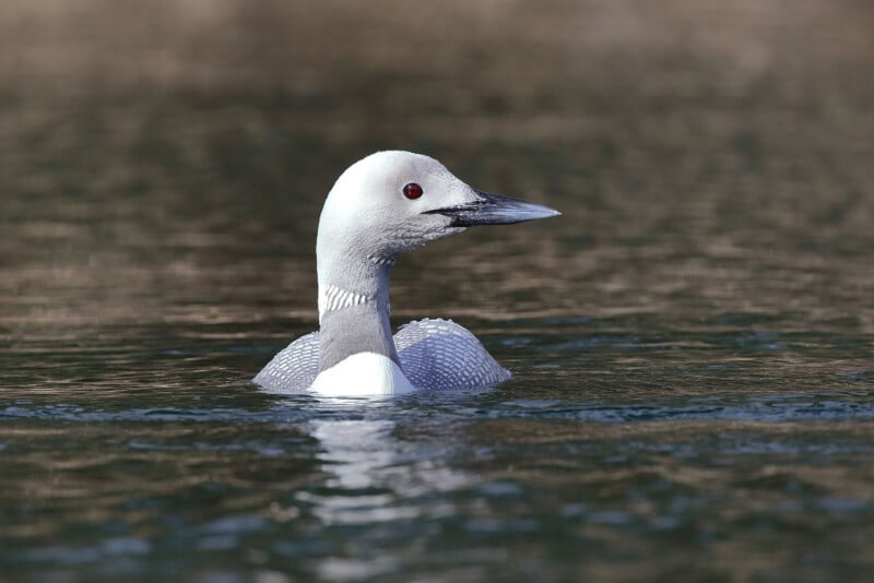 A loon is calmly floating on peaceful water. The bird has a sleek, smooth head with a pointed beak and striking red eyes. Its feathers display a mix of white and grey, providing a contrast against the water's surface.