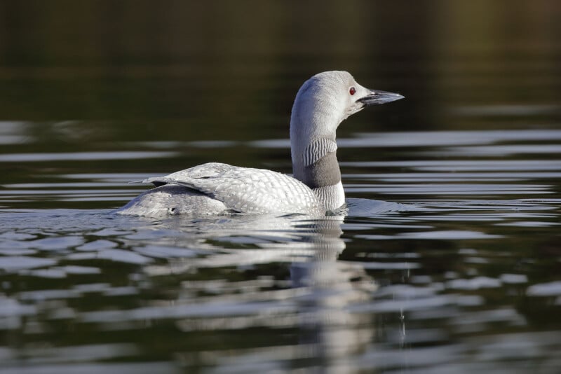 A solitary loon with a light gray head and dark beak swims on calm water, its body partially submerged in the greenish reflection of its surroundings. The ripples gently distort the reflection, enhancing the serene scene.