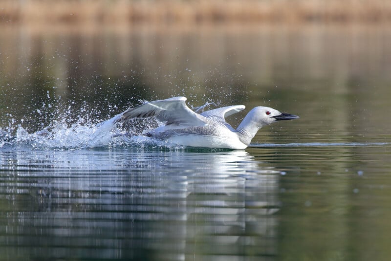 A loon skimming across the surface of a calm lake with outstretched wings, creating splashes in the water. The background is blurred, highlighting the bird's motion and the serene environment.