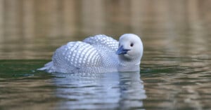 A white bird with a black and white checkered pattern on its back, resembling a loon, swims peacefully in calm greenish water. The bird has a sleek, elegant appearance with a pale head and neck. The background is blurred, emphasizing the bird.