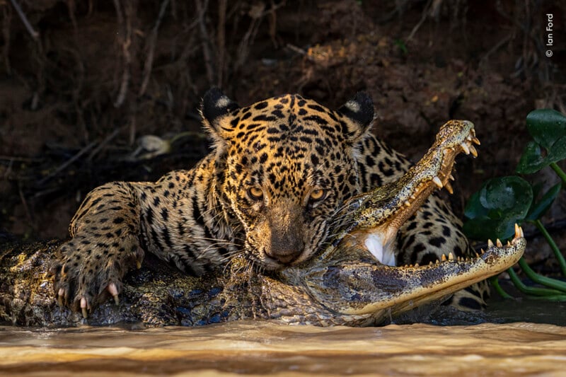 A jaguar is seen in the water with its jaws clamped onto the back of a caiman's neck. Both animals are partially submerged, and the jaguar's intense gaze is directed towards the camera. The background is a muddy riverbank with dense vegetation.