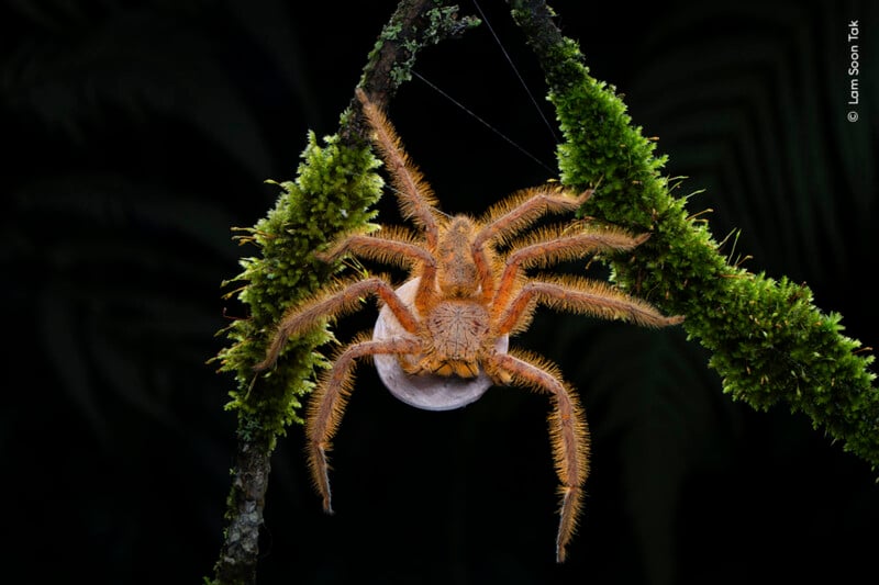 A large, hairy spider with long legs and a striped pattern on its body is hanging upside down from a moss-covered branch. The background is dark, highlighting the spider's intricate details and textures. A small web strand is visible near the spider.