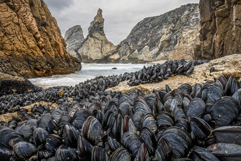 A rocky beach features clusters of black mussels attached to the stones. In the background, jagged rock formations rise from the ocean against an overcast sky. Waves gently lap at the shore. The rugged landscape creates a dramatic coastal scene.