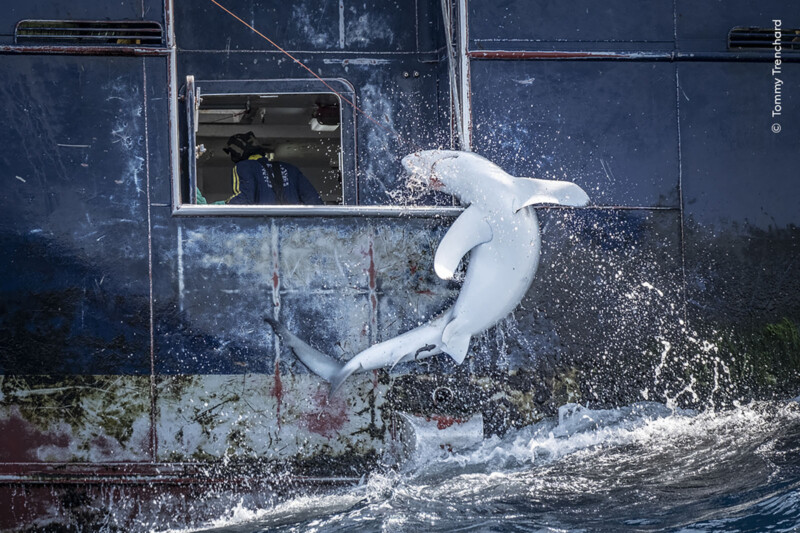 A great white shark leaps out of the water, hitting the side of a boat. A person in a wetsuit peers out from an open window, watching the dramatic scene unfold. The boat's exterior is weathered and covered in algae.