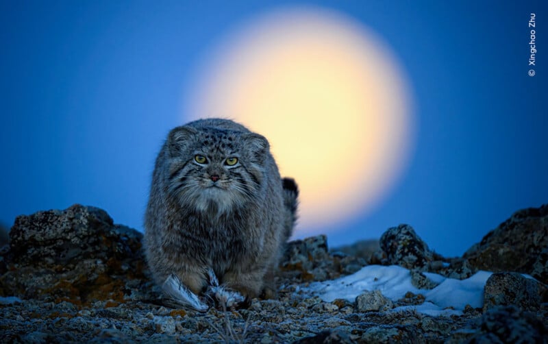 A Pallas's cat, or manul, stands on a rocky terrain with patches of snow. Its thick fur appears fluffy, and it gazes intently at the camera. Behind the cat, a bright full moon glows against a twilight sky, creating a striking backdrop. Photographed by Xinghao Zhu.