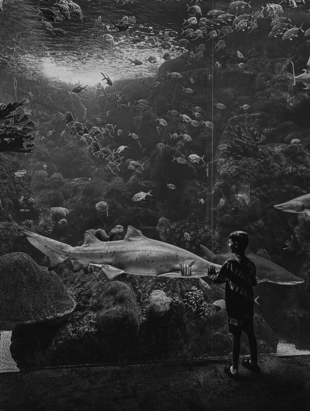 A child stands in front of a large aquarium, gazing at a variety of marine life. A large shark swims close to the glass, while numerous smaller fish are visible in the background amidst coral and aquatic plants. The scene is captured in black and white.