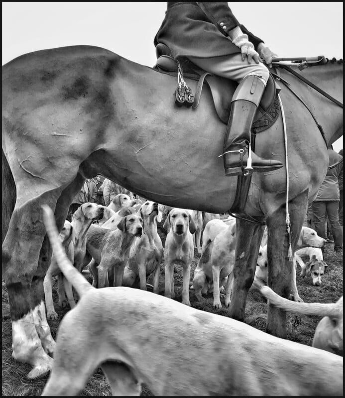 A black and white image depicting a person on horseback with a group of hounds gathered around. Only the lower part of the rider and horse are visible. The hounds appear alert and attentive, some looking directly at the camera.