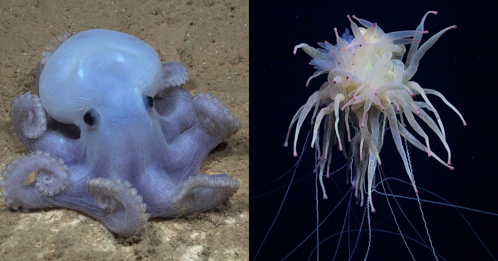 Scientists Photograph Rare Deep Sea Species Including a ‘Casper Octopus’ and ‘Spaghetti Monsters’