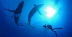 Underwater scene with a diver photographing three large whales swimming gracefully under the sunlit surface. The bright sun creates a glowing effect that highlights the silhouette of the diver and the gentle giants.