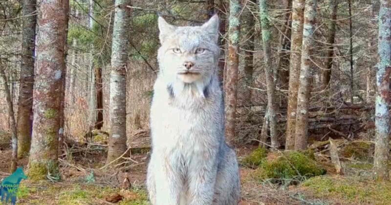 trail camera A Canada lynx sits attentively in a forest with trees and moss-covered ground. Its fur is fluffy and light gray, blending with the wintery surroundings. The lynx's characteristic ear tufts and piercing eyes are prominent.