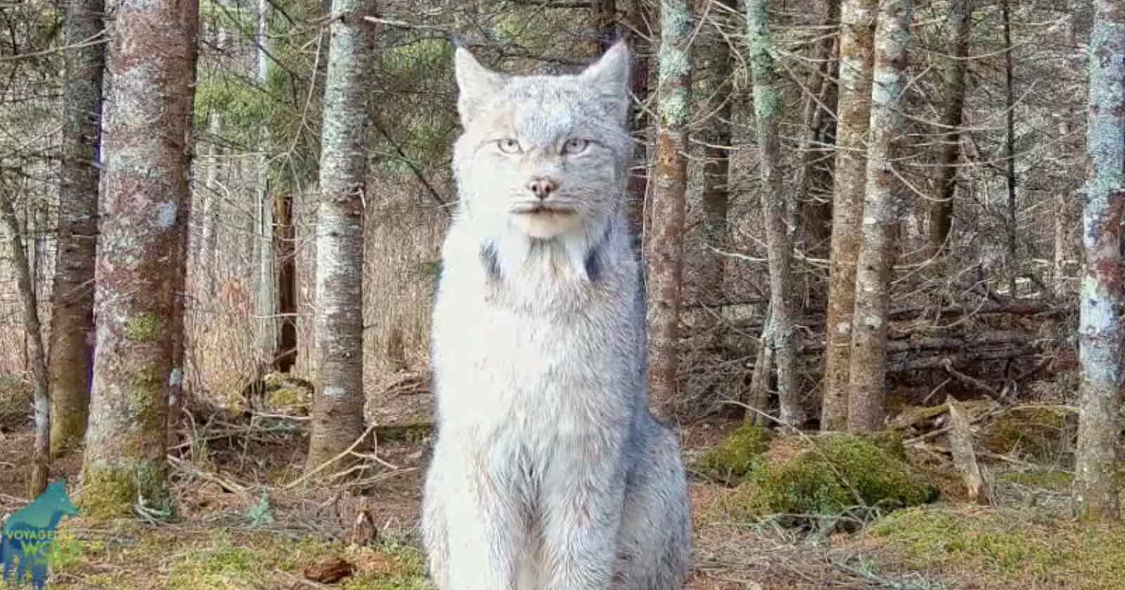 Stunning Footage Shows Rarely-Seen Lynx 'Posing' for Trail Camera ...