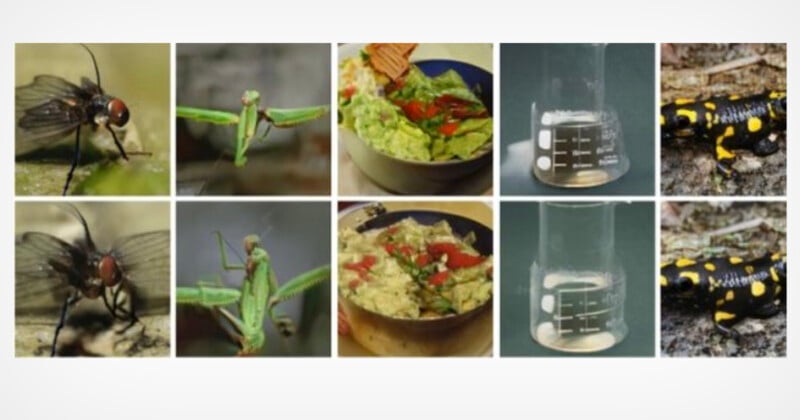 A collage of eight images: a close-up of a black fly, a praying mantis, a bowl of guacamole with chips, and a glass beaker, each shown twice. The first six images show different angles of the objects, while the last two images show a salamander with yellow spots.