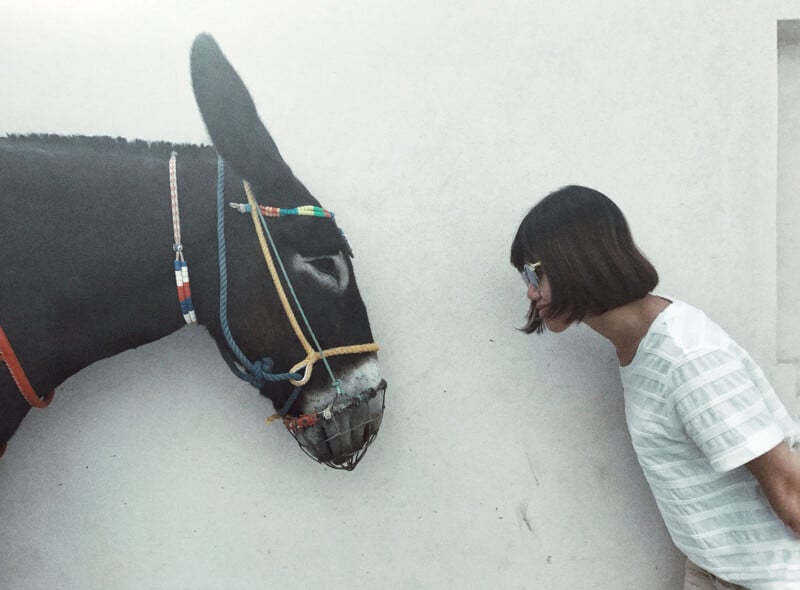 A woman with short dark hair and wearing a white striped shirt leans forward to face a dark-colored donkey with a colorful bridle and a muzzle. The woman and the donkey are close, almost nose-to-nose, and both are set against a plain white wall.