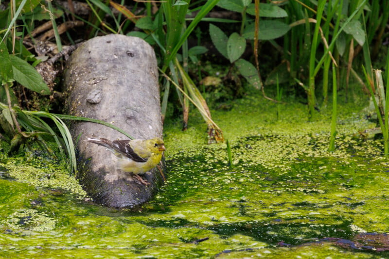 A small yellow bird is perched on a fallen tree branch in a lush, green area. The ground is covered with moss and small plants, providing a natural habitat. Tall grass and leaves surround the scene, giving it a serene and wild appearance.