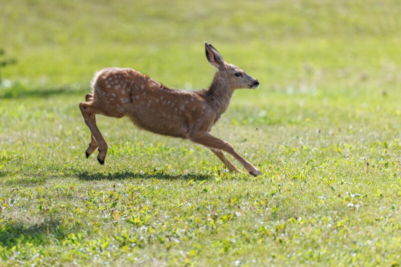 A young deer with light brown fur and white spots is in mid-leap on a green meadow. The background is slightly blurred, emphasizing the deer’s motion as it runs. The scene is bright and sunlit, capturing the energy and grace of the deer.