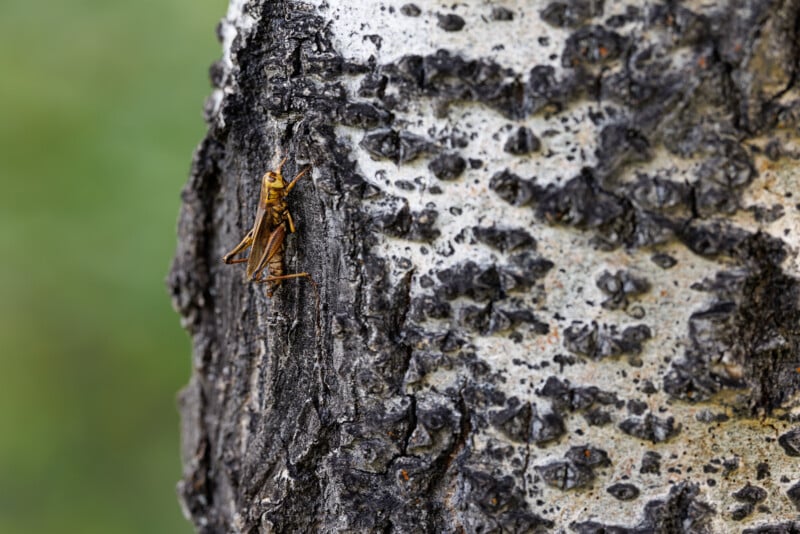 A close-up of a yellow and brown grasshopper clinging to the rough, textured bark of a tree. The tree bark is dark with patches of lighter hues, and the background is a blurred, greenish color.