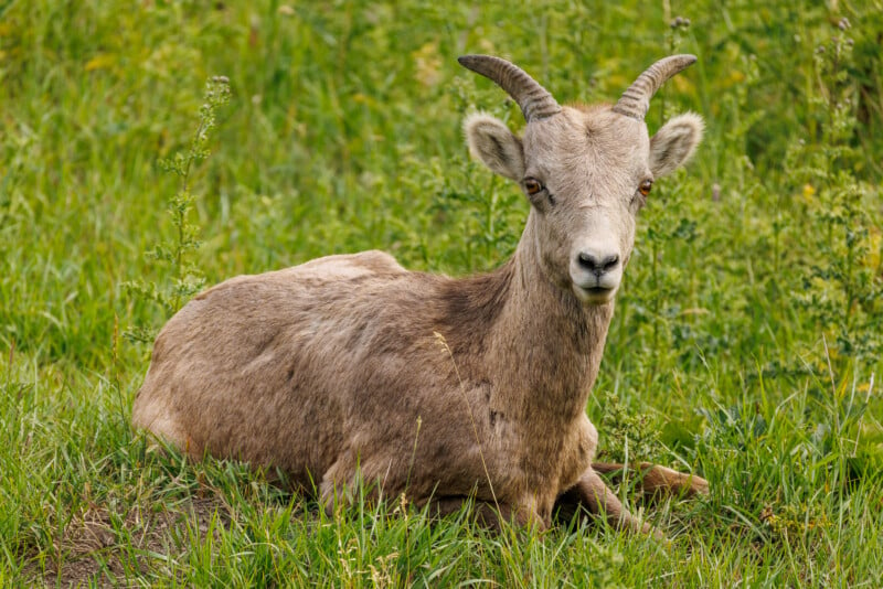 A young bighorn sheep with short, curved horns lies on the grassy ground. Its light brown fur blends with the surrounding green vegetation. The sheep is facing the camera, with alert eyes and upright ears, in what appears to be a natural habitat.