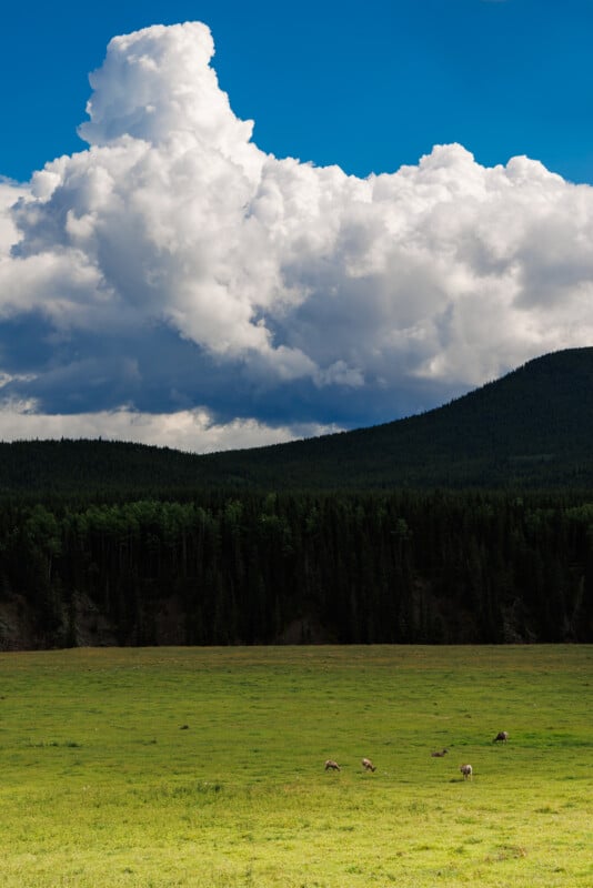 A lush green meadow with grazing animals is set against a backdrop of dense, dark green forest. Towering above are large, billowing white clouds in a bright blue sky, creating a striking contrast with the serene landscape below.