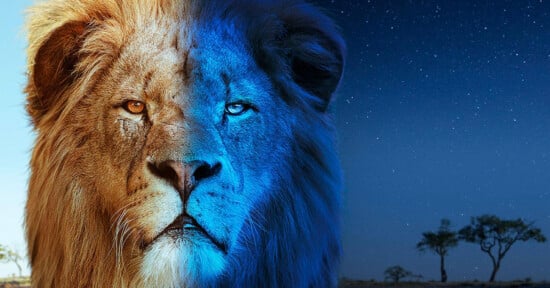 A striking image of a lion's face split into two halves. The left side, colored in warm tones, represents daytime with a clear sky. The right side is in cool, blue tones, depicting night with a starry background. The distant landscape features scattered trees.