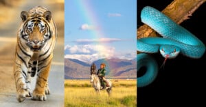 A collage of three images: on the left, a tiger walking forward; in the center, a person on horseback holding a bird of prey with a rainbow and mountains in the background; on the right, a blue viper coiled on a branch with its tongue out.